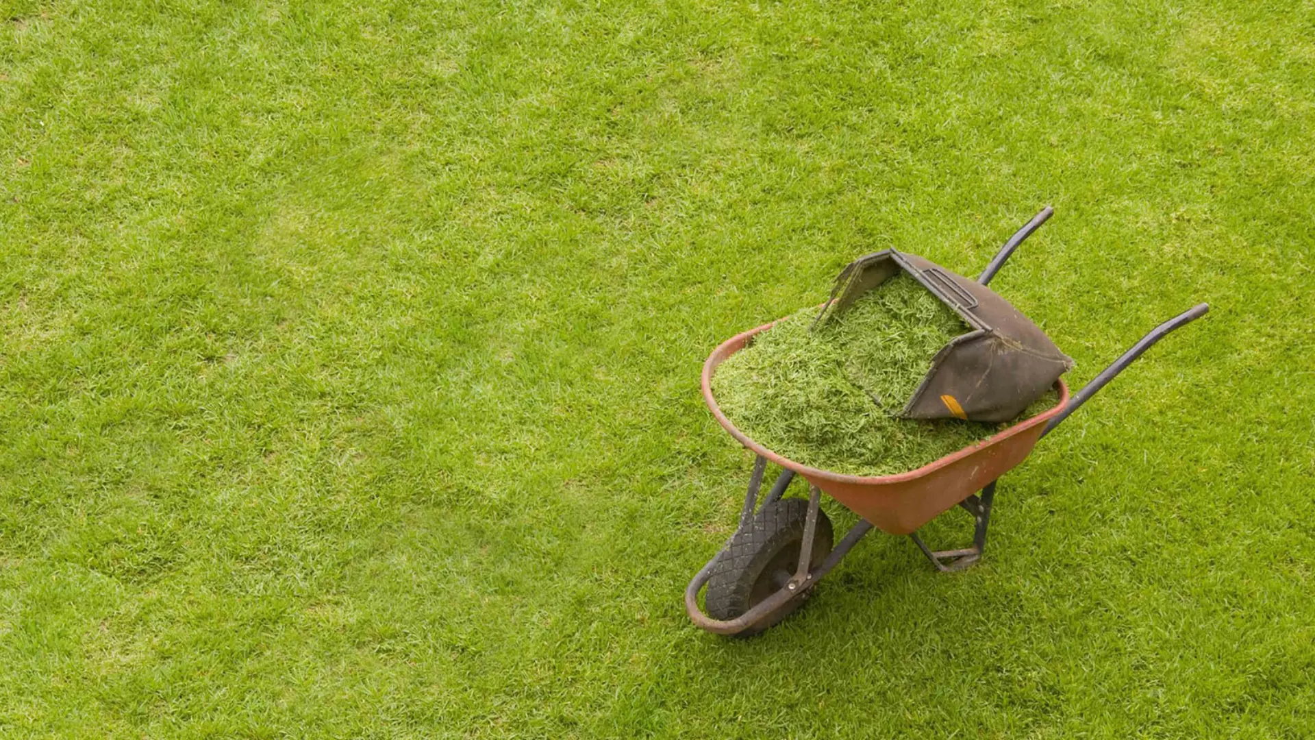 Turf Maintenance and Longevity