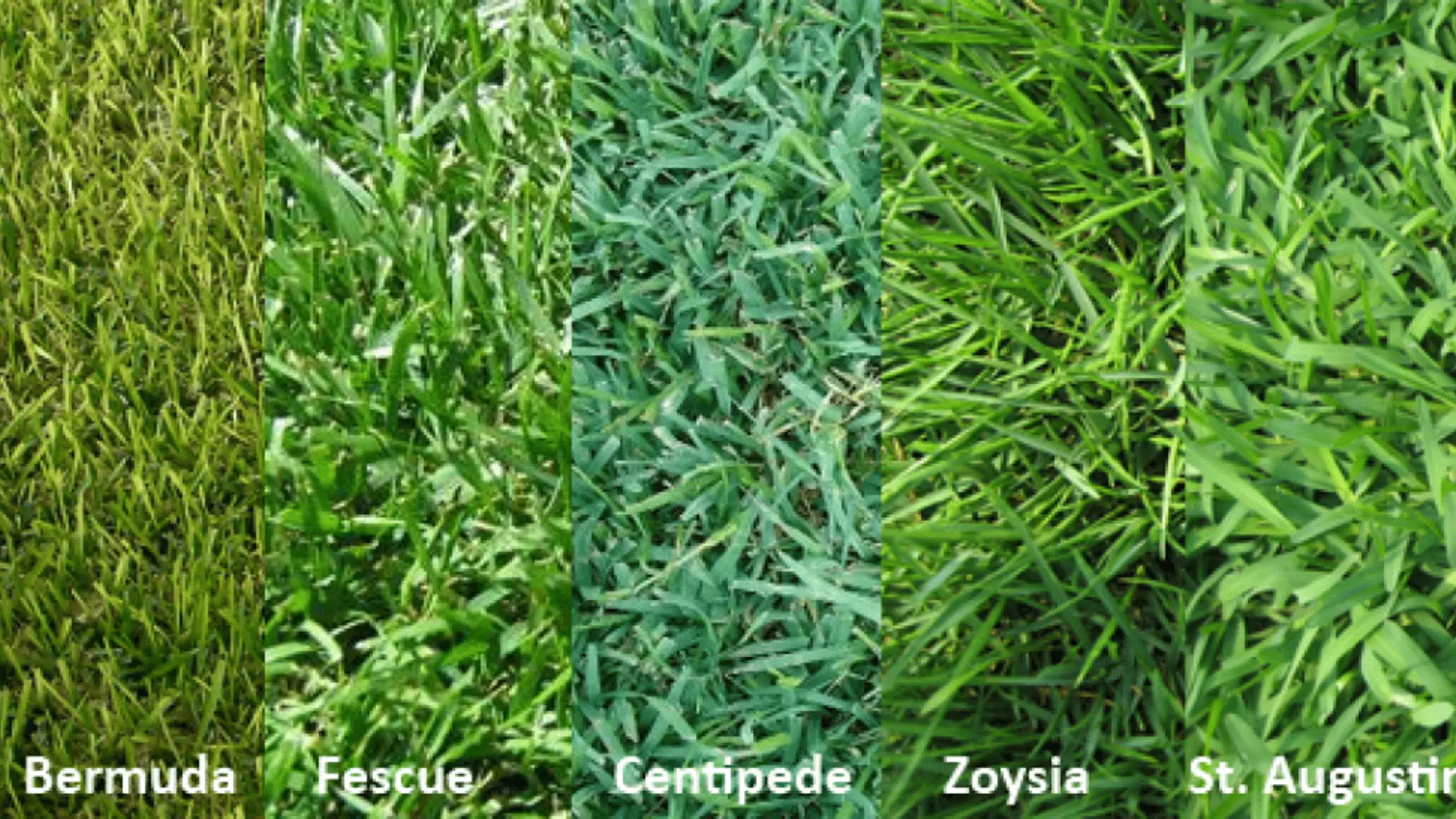Turf Products and Grass Types We Offer