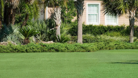 Low Maintenance Turf Dallas TX