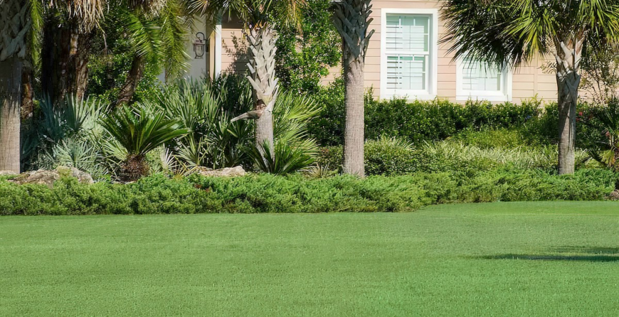 Low Maintenance Turf Dallas TX