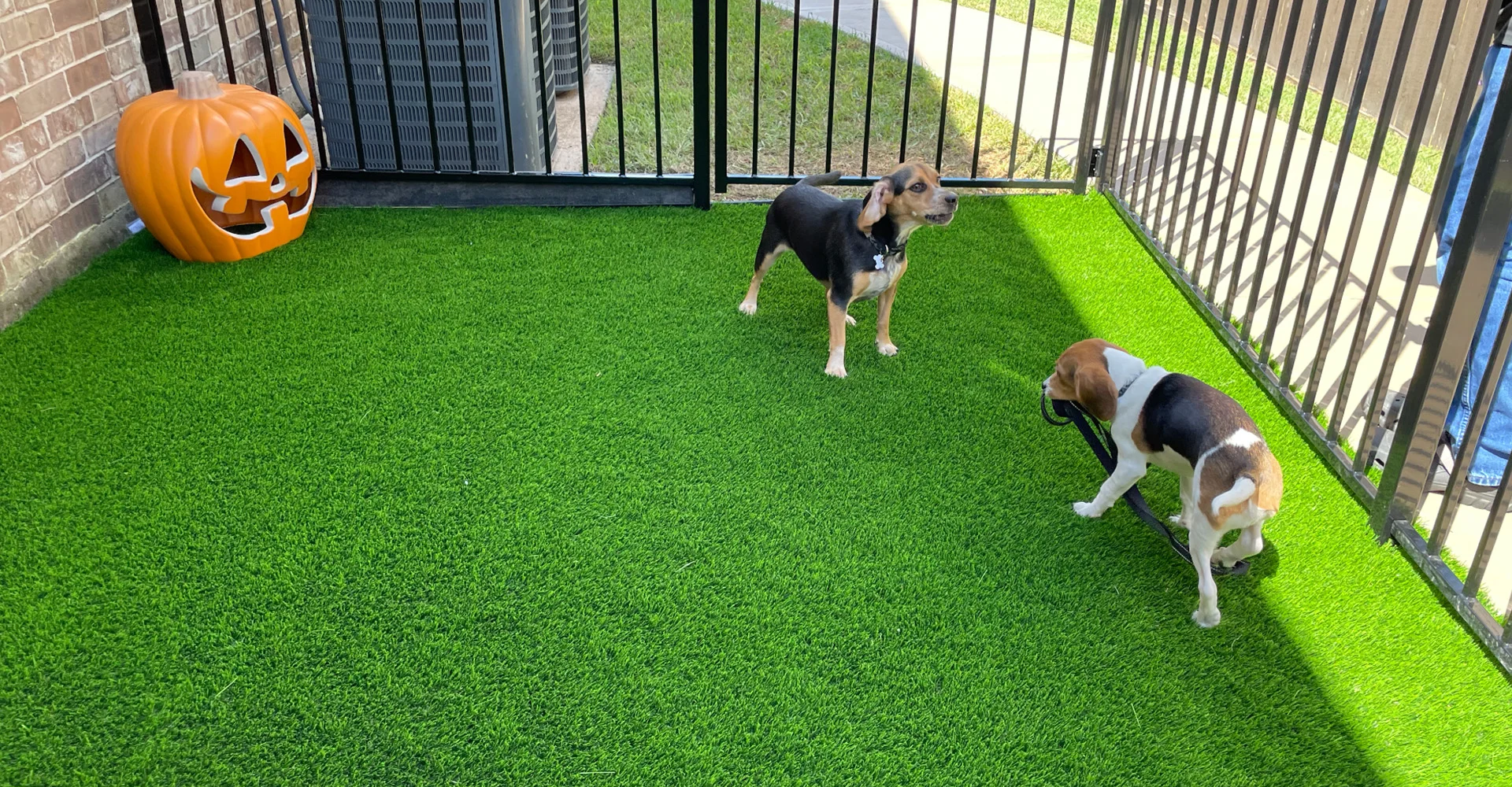Is Synthetic Grass Safe for Dogs and Cats?