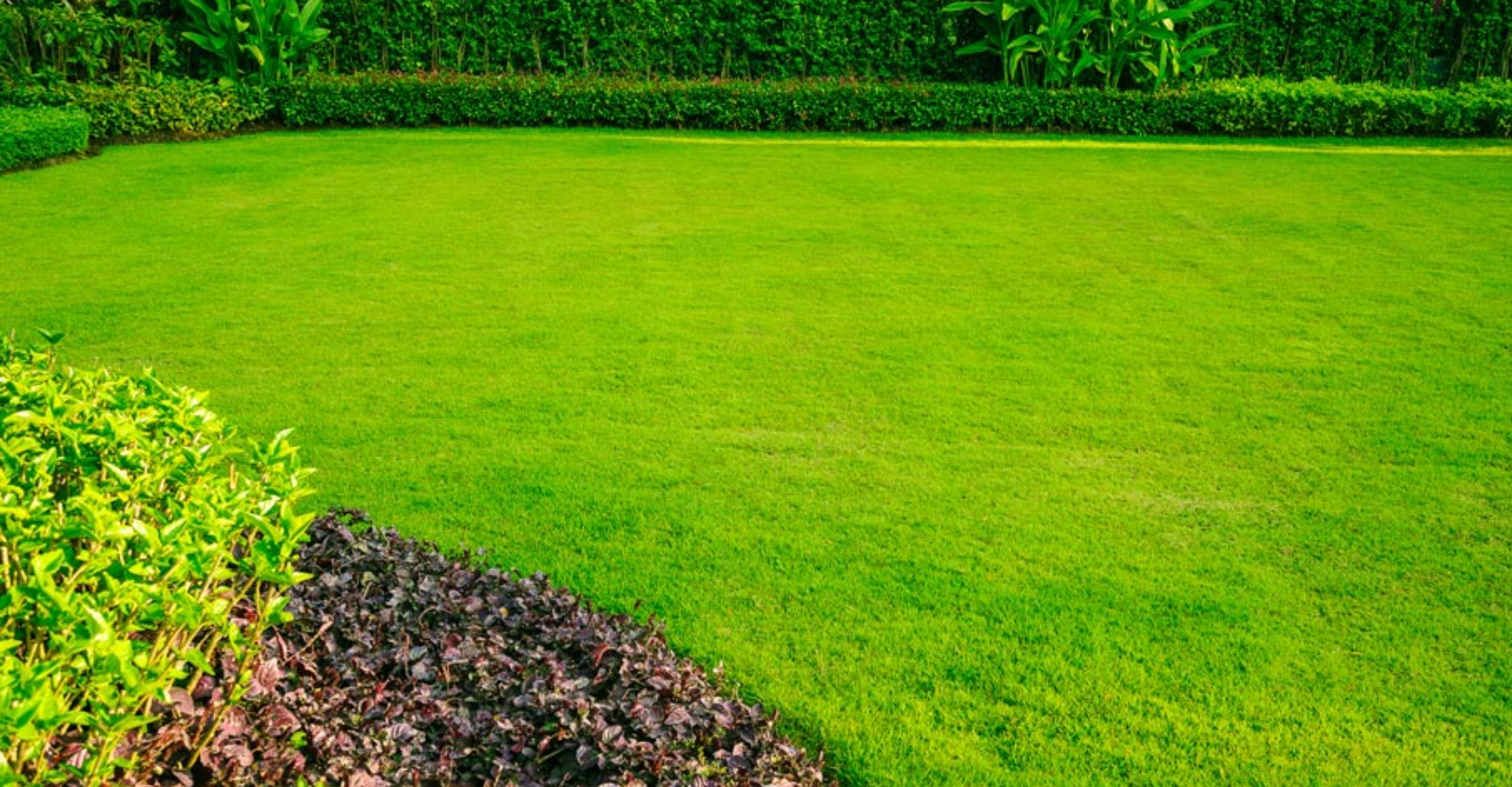 Which Type of Grass Is Ideal for Islamabad Lawns?